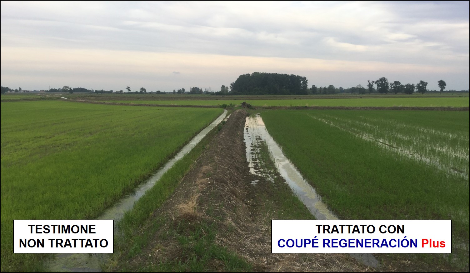 Comparazione delle piante di riso trattate con COUPE REGENERACION Plus e testimone